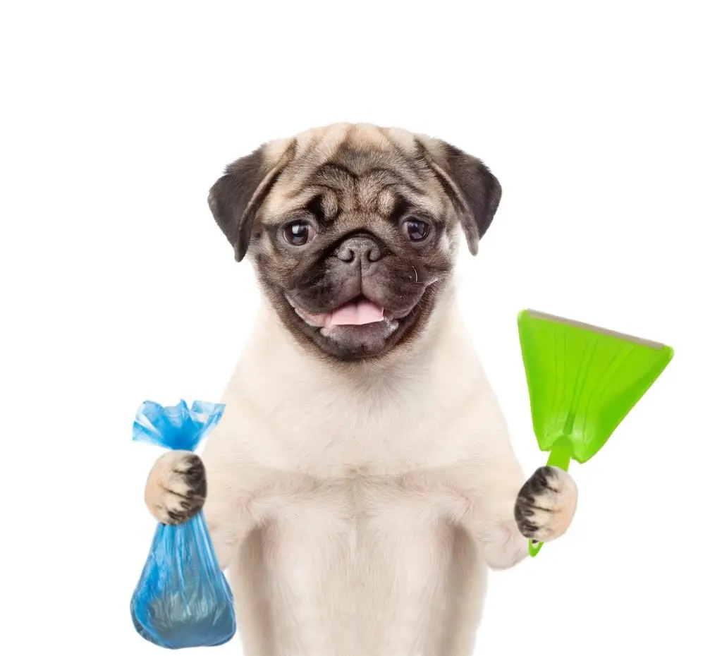 Why Every Dog Owner Needs a Reliable Pooper Scooper